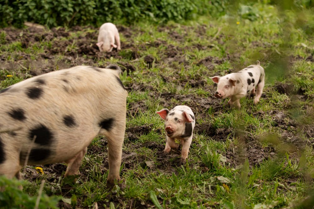 Pequeños cerdos con su madre en campo